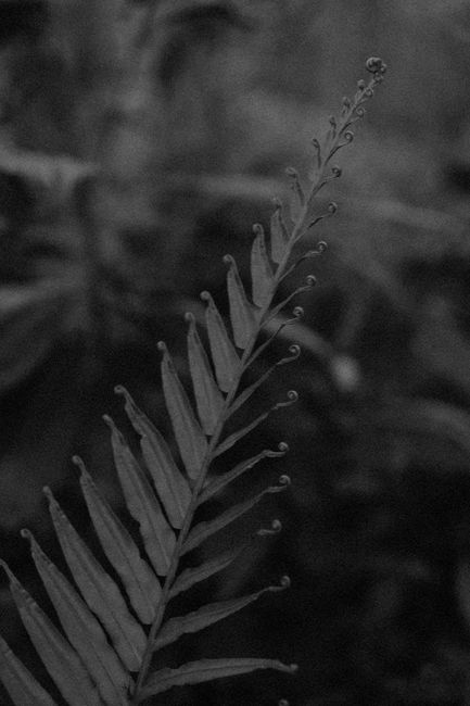 Artistic grayscale close-up of a fern frond with a soft focus background.