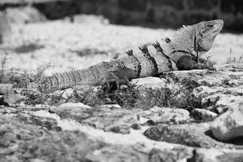 Grayscale Photo of Reptile on Rocky Surface
