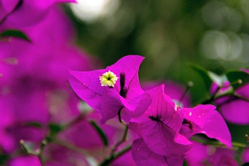 Flor de bugambilia