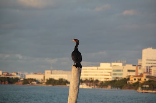 Free Double-crested Cormorant perched on a Wood Stump  Stock Photo