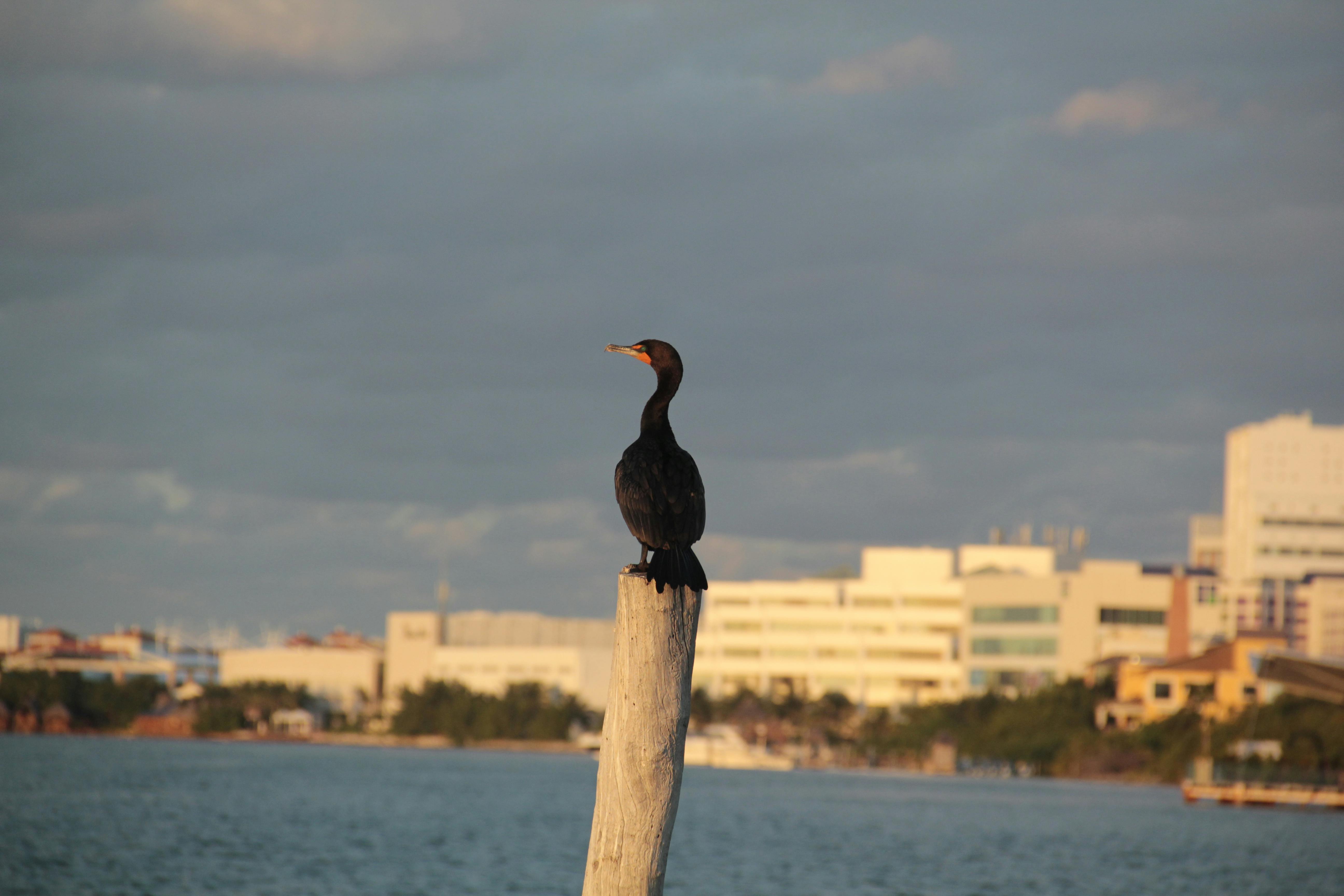 Bird Perched · Free Stock Photo Bird Perched · Free Stock Photo