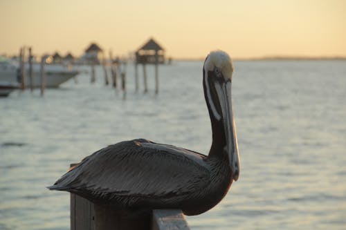 Pelicano en Playa del Carmen. México