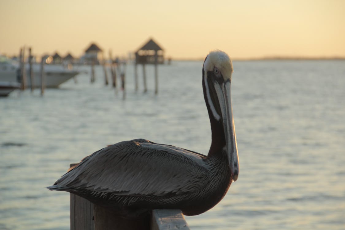 Pelicano en Playa del Carmen. México