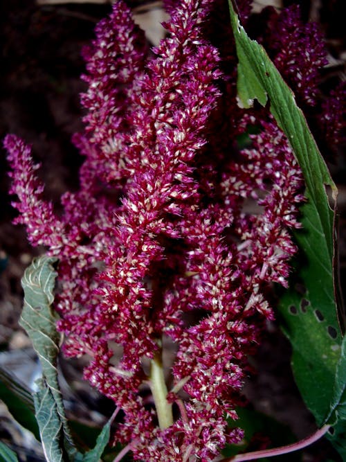 Free Ảnh lưu trữ miễn phí về cánh hoa, chụp ảnh hoa, hệ thực vật Stock Photo