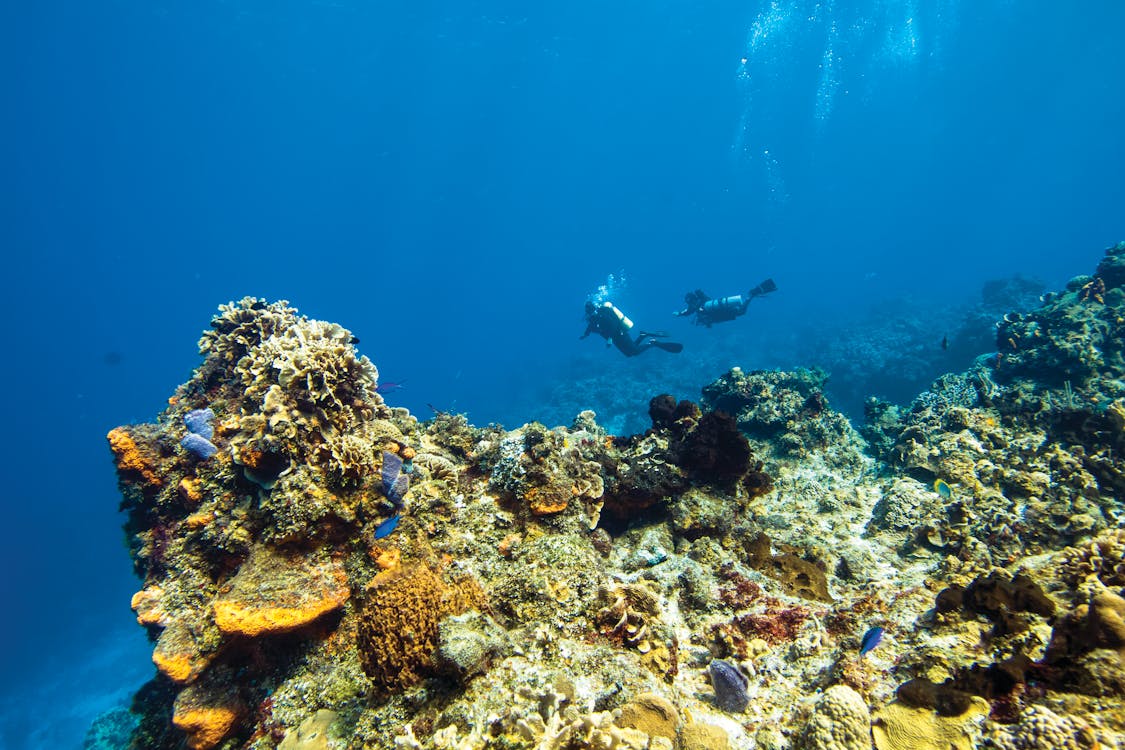 Two Divers Under the Sea