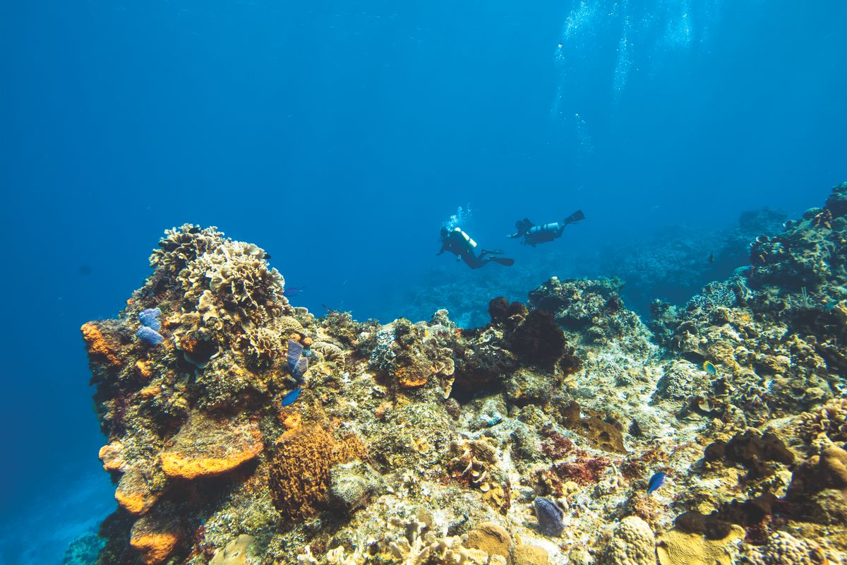 Two divers finning low over the reef crest at Bajo Bonito, elkhorn coral filling the foreground, a loose shoal of small fish crossing between them in clear blue water.