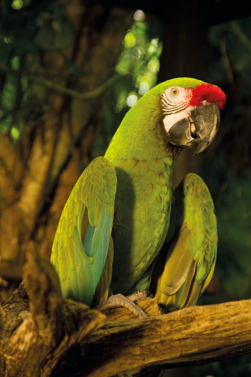 Green Bird Perched on Tree Branch