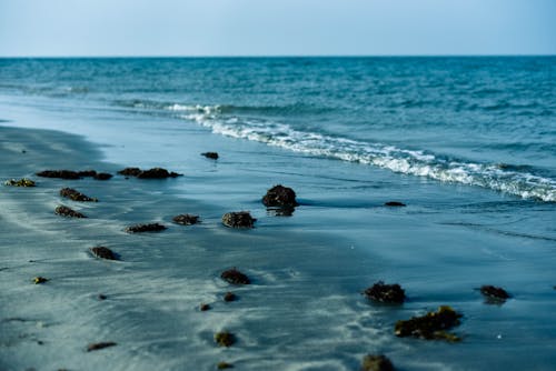 Fotos de stock gratuitas de algas, decir adiós con la mano, litoral