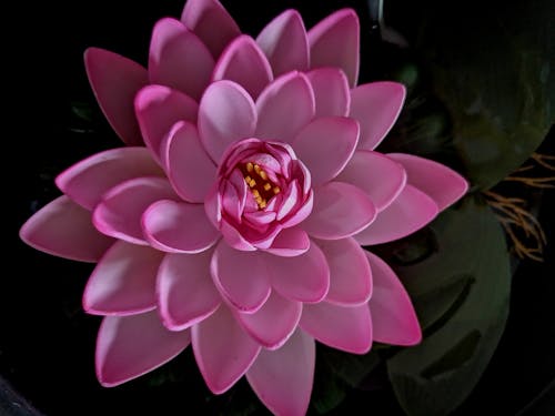 Nacht Lotus