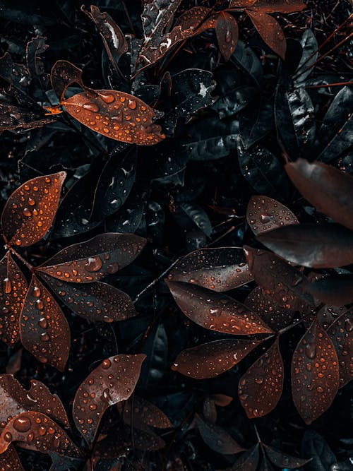 Free stock photo of 4k wallpaper, autumn leaf, dark