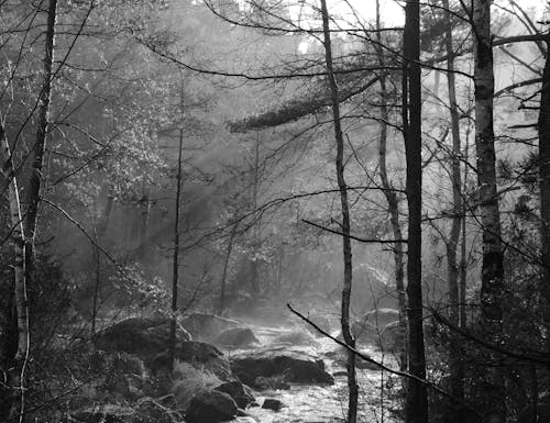 Grayscale Photo of Trees near a River