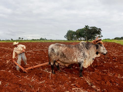 Man Working in a Field with a Gyr Bull