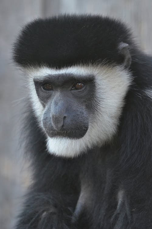 Black and White Monkey