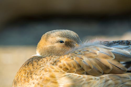 Close Up Photo of a Duck