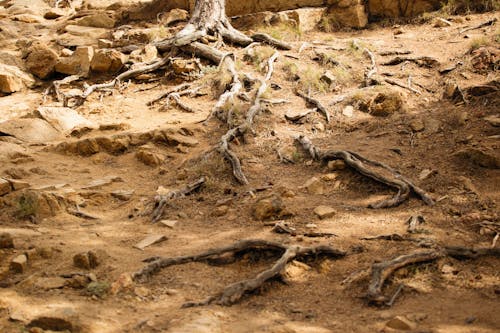 Free 
Tree Roots in the Ground Stock Photo