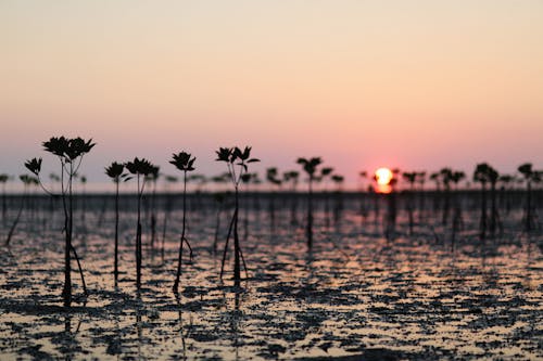 Δωρεάν στοκ φωτογραφιών με mangroves, Ανατολή ηλίου, αυγή Φωτογραφία από στοκ φωτογραφιών