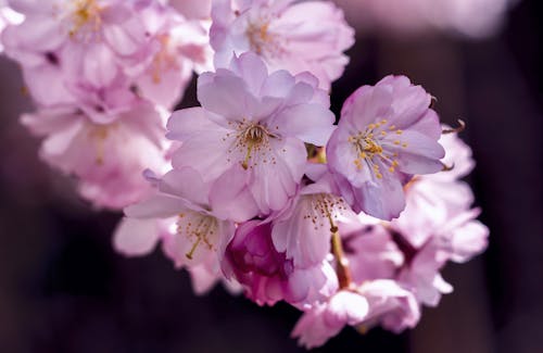 Free 
A Close-Up Shot of Cherry Blossoms in Bloom Stock Photo