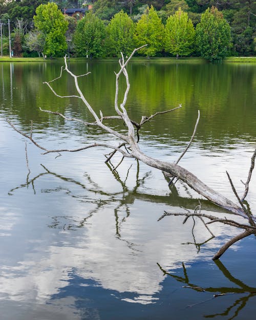 Darmowe zdjęcie z galerii z bezlistne drzewo, drzewa, jezioro