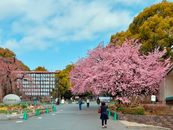 Plum Blossom Trees, Tokyo, Japan
