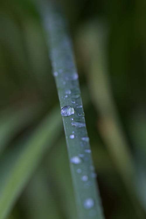 Základová fotografie zdarma na téma dešťové kapky, detail, hloubka ostrosti