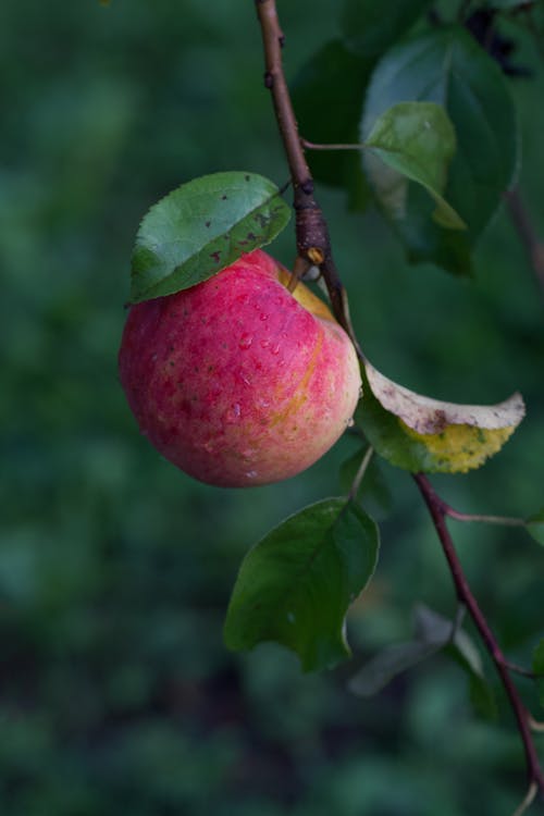 Free Close-up Photo of an Apple on a branch Stock Photo