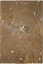 White Starfish on Brown Sand