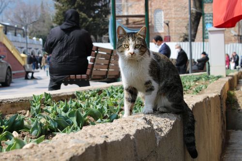 Free A curious street cat sitting on a plant box in Bursa, Turkey during a bright day. Stock Photo