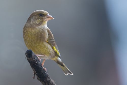 Free A European Greenfinch (Chloris chloris) perched on a branch, captured in France with a blurred background. Stock Photo
