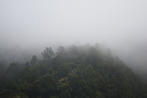 Free A serene view of a fog-covered mountain forest, evoking tranquility and mystery. Stock Photo