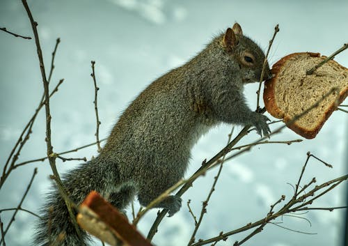 Close Up Photo of Squirrel on Tree Branch