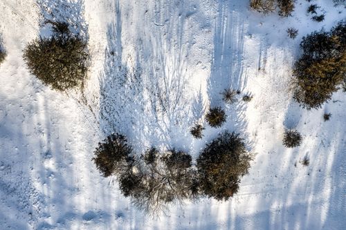 Free Aerial view of a snowy landscape with scattered bushes casting long shadows. Stock Photo