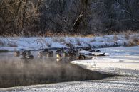 Flock of Birds on River