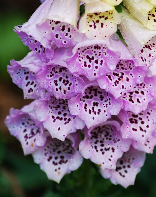 Free Detailed view of pink foxglove flowers with water droplets, showcasing nature's delicate beauty. Stock Photo