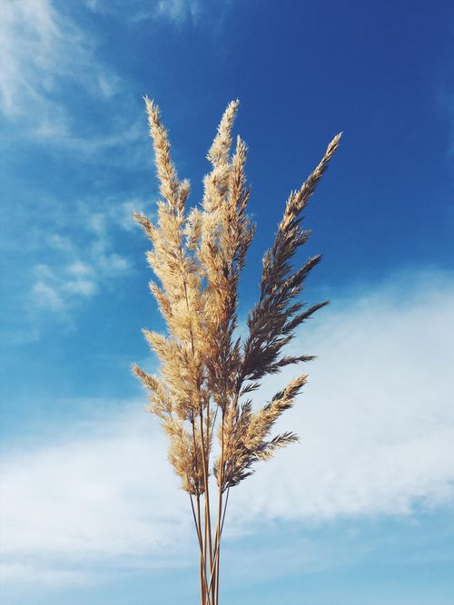 Free Elegant pampas grass set against a vibrant blue sky, capturing natural beauty and simplicity. Stock Photo