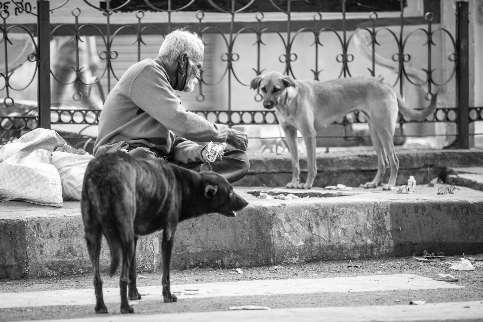 Monochrome Photo of an Elderly Man Feeding Stray Dogs