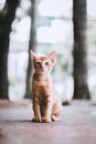 Orange Tabby Cat on Brown Floor