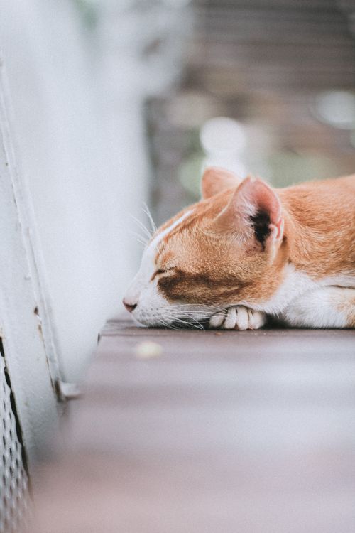 Free A serene tabby cat sleeping peacefully outdoors on a wooden surface in Jakarta. Stock Photo