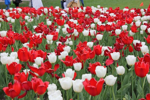 Darmowe zdjęcie z galerii z park na dużym wzgórzu