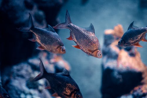 Close-up Photo of Tinfoil Barb Fishes