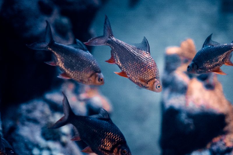 Close-up of tinfoil barb fish swimming in an aquarium, showcasing vibrant scales.
