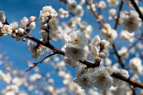 Blooming Plum Blossom in Close-up Photography 