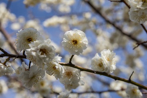 คลังภาพถ่ายฟรี ของ กลีบดอก, ดอกซากุระ, ดอกไม้