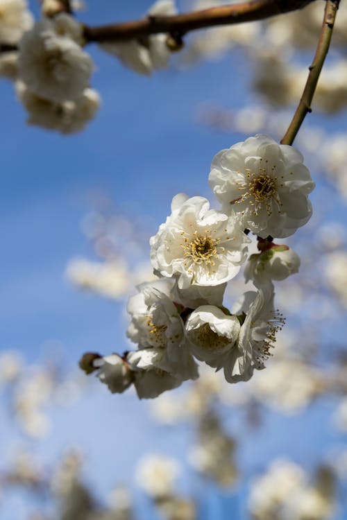 Blooming Plum Blossom in Close-up Photography