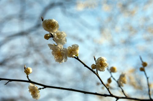 Blooming Plum Blossom in Close-up Photography