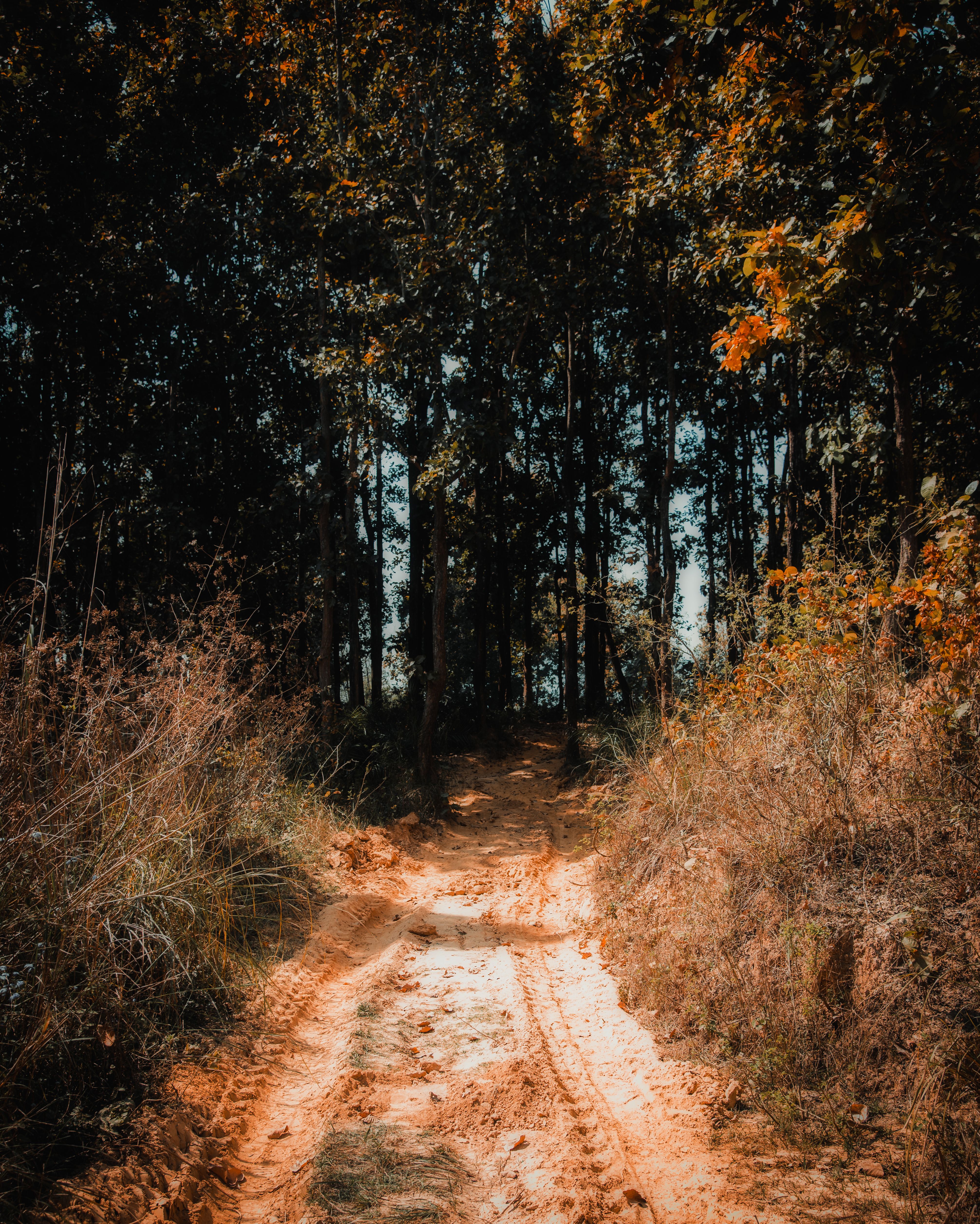 A Dirt Road Between Green Trees in the Woods · Free Stock Photo