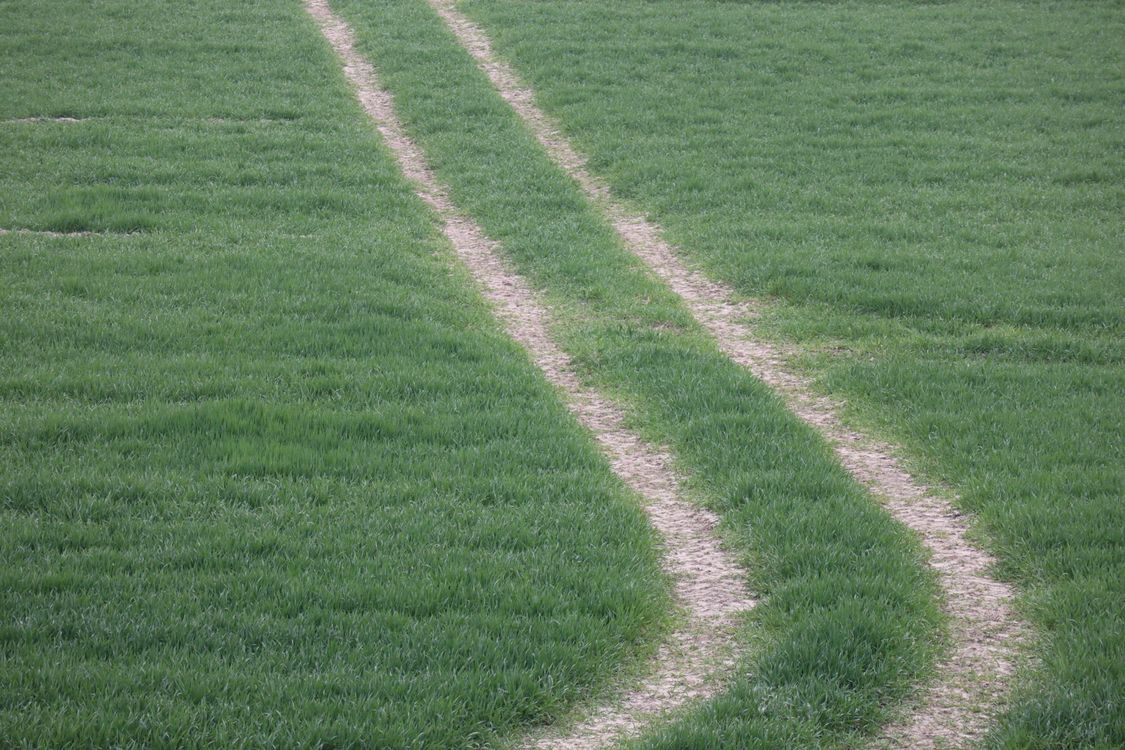 Field Path Ground View Pathway in Grass Field · Free Stock Photo