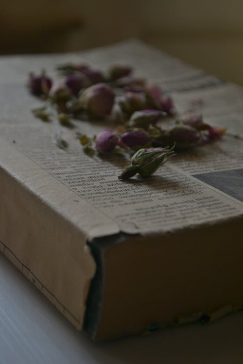 Foto profissional grátis de botões de flores, flores, foco seletivo