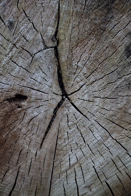 Close-Up Shot of a Cut Tree Log 