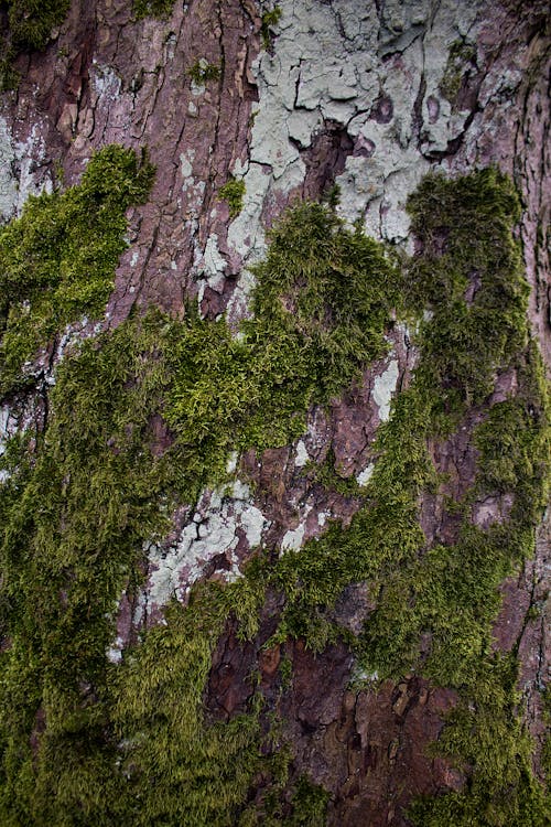 Green Moss on Tree Trunk