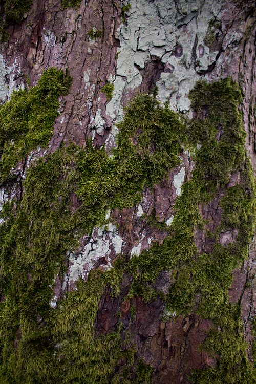 Free Detailed texture of green moss growing on a tree trunk alongside patches of lichen. Stock Photo